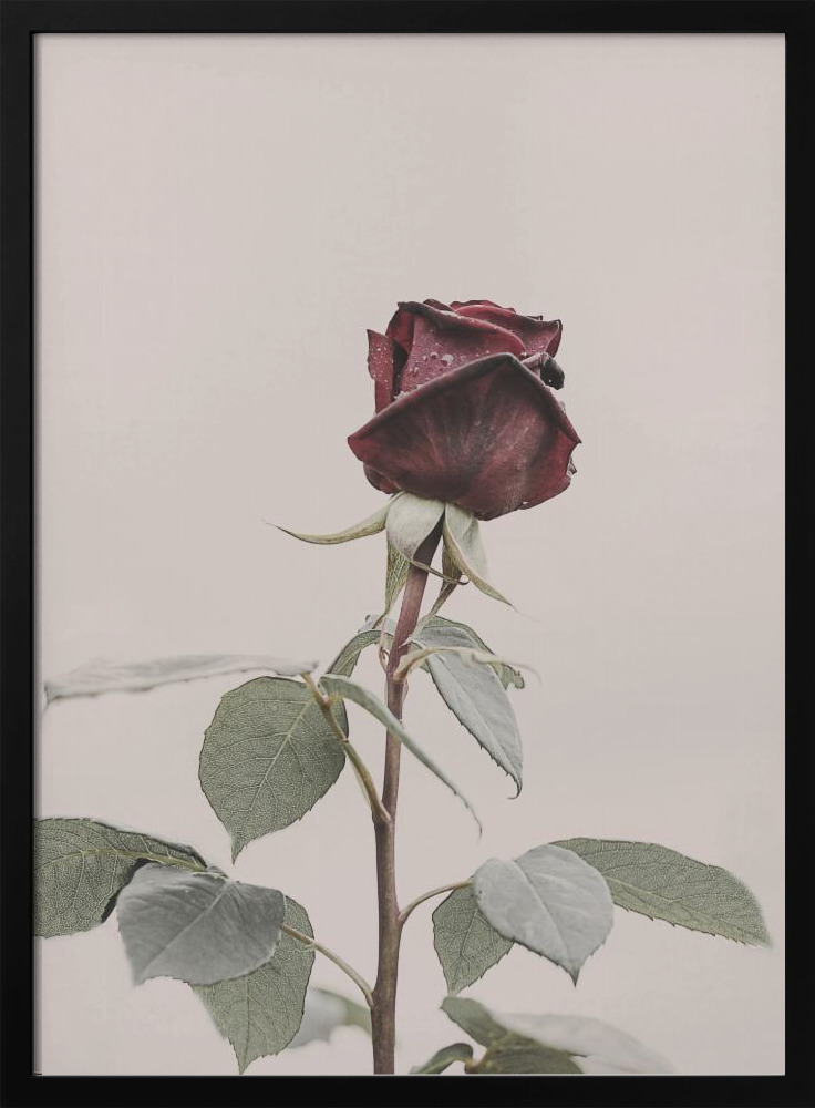 Poster - Rose dark wood poster frame