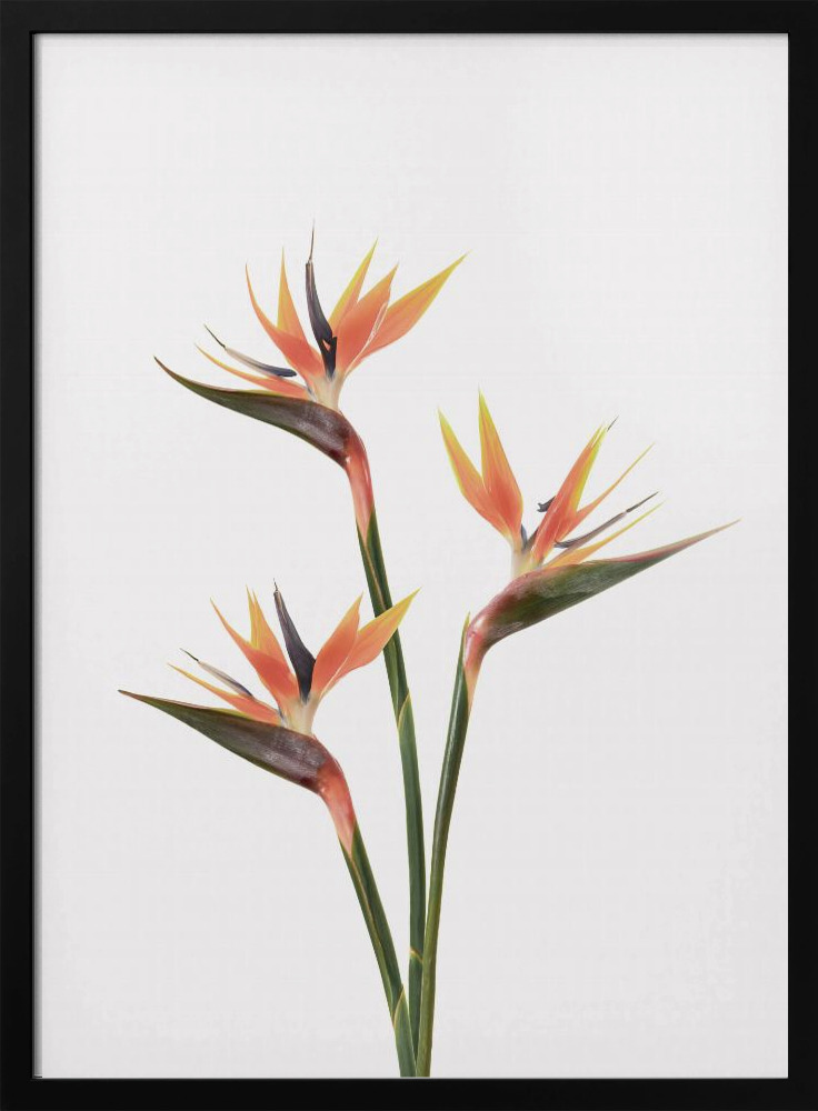 Affiche - Birds of Paradise cadre de poster en bois foncé