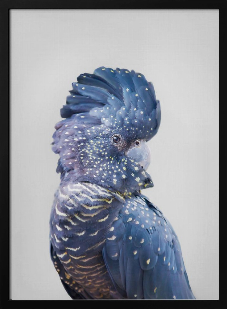 Plakat - Black Cockatoo ramka na plakat z ciemnego drewna