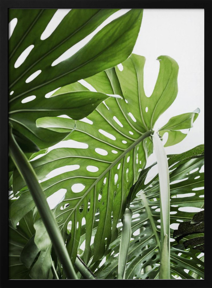 Póster - Jungle marco para póster de madera oscura