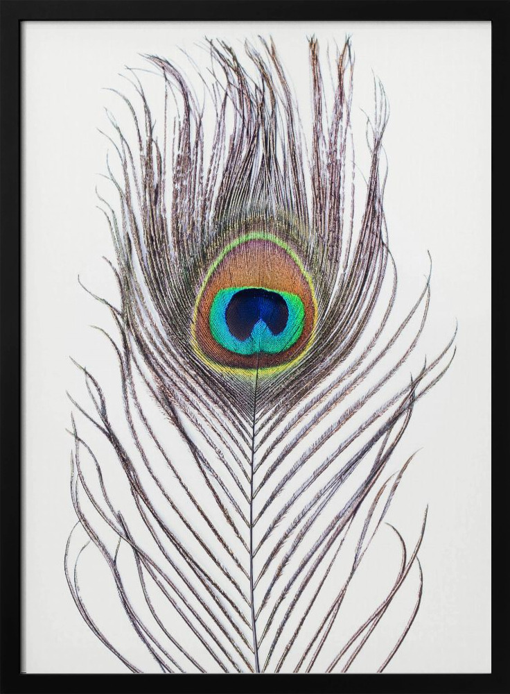 Plakat - Peacock Feather ramka na plakat z ciemnego drewna