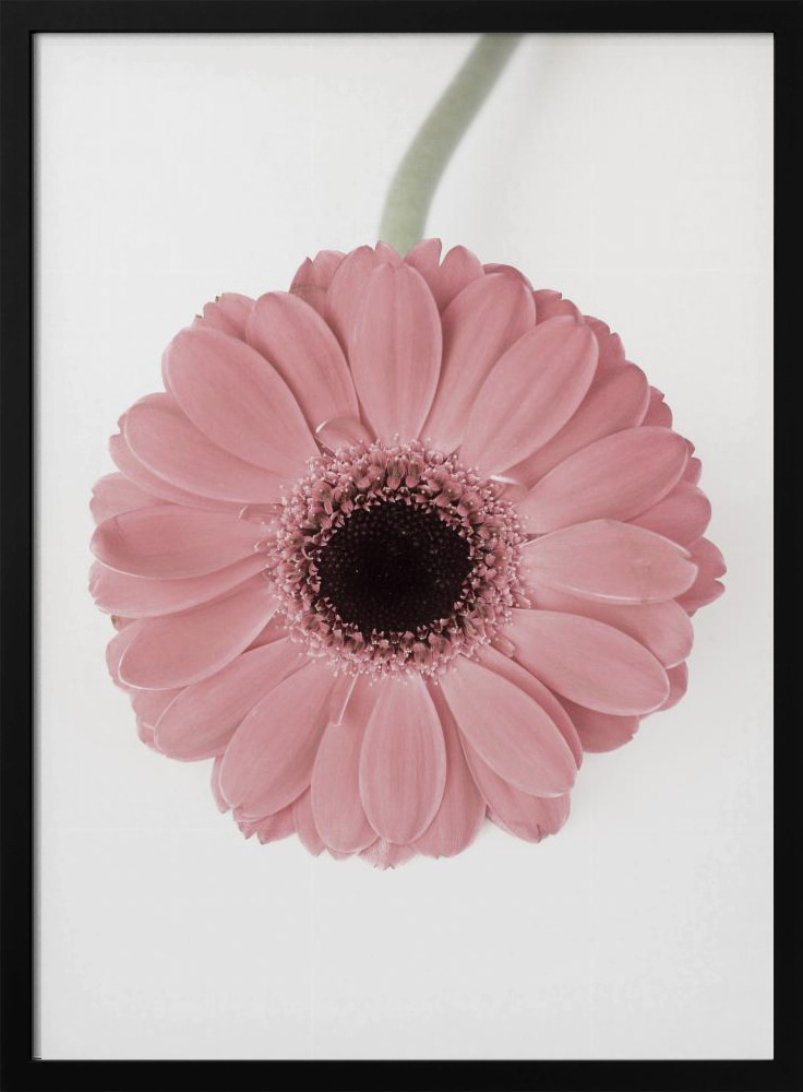 Plakat - Pink Gerbera II ramka na plakat z ciemnego drewna