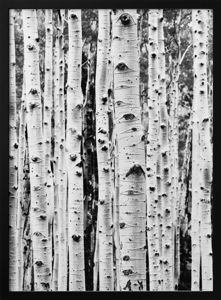 Poster - Birches posterframe van donker hout