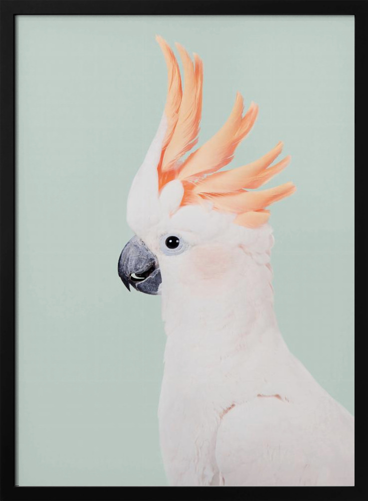 Poster - Cockatoo dark wood poster frame