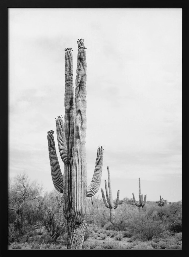 Poster - Saguaro B&W dark wood poster frame