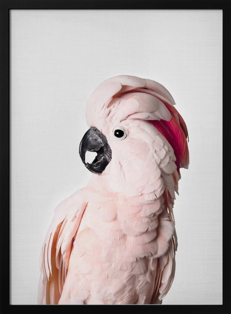 Poster - Pink Cockatoo dark wood poster frame