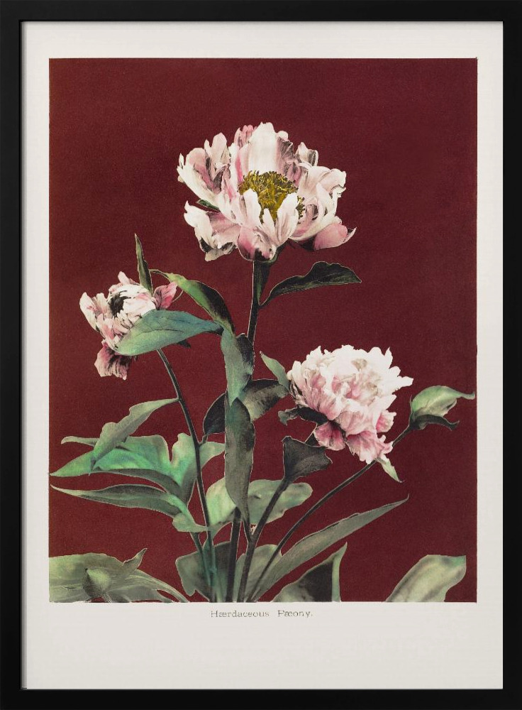 Poster - Hærdaceous Peony no2 dark wood poster frame