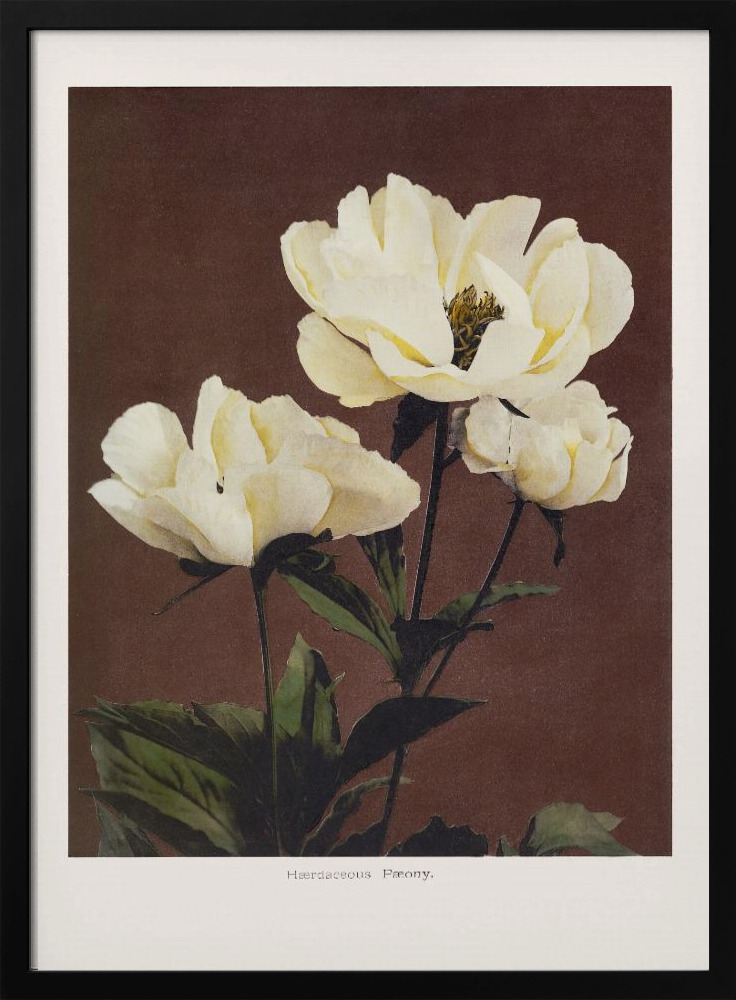 Poster - Hærdaceous Peony dark wood poster frame