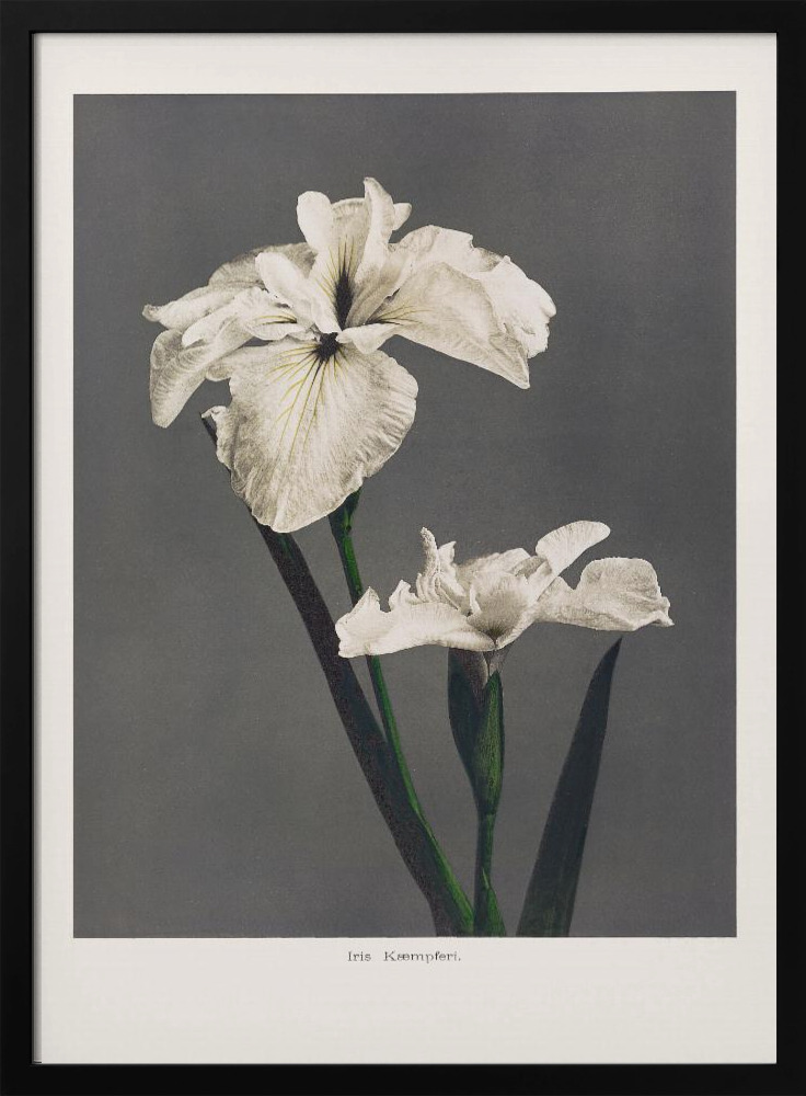 Poster - Iris Kæmpferi dark wood poster frame