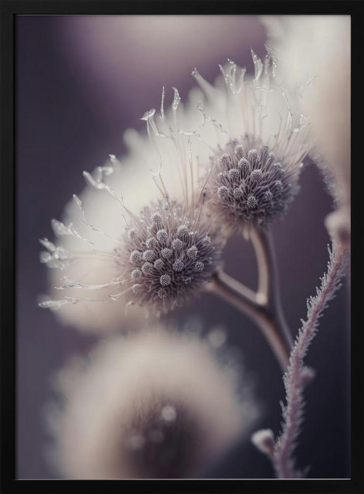 Poster - Purple Fragility dark wood poster frame