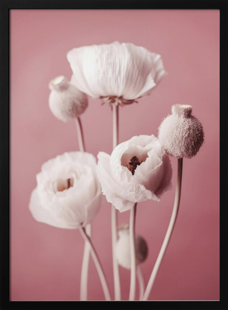 Poster - White Poppy On Pink Background dark wood poster frame