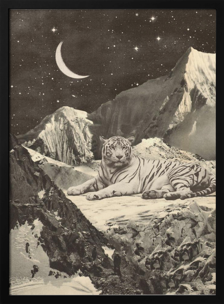 Poster - Giant White Tiger dark wood poster frame