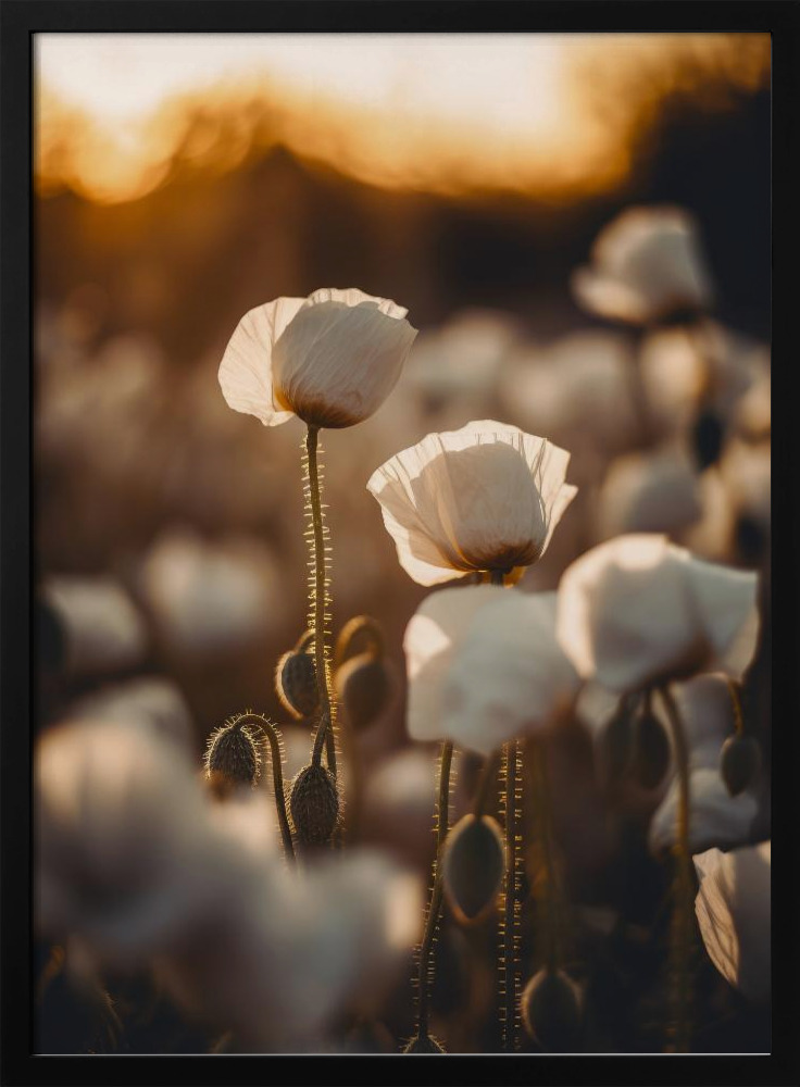 Poster - White Poppy Field No 2 dark wood poster frame