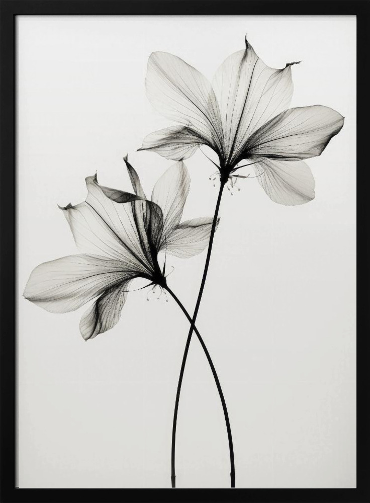 Poster - Transparent Botanic No 6 dark wood poster frame