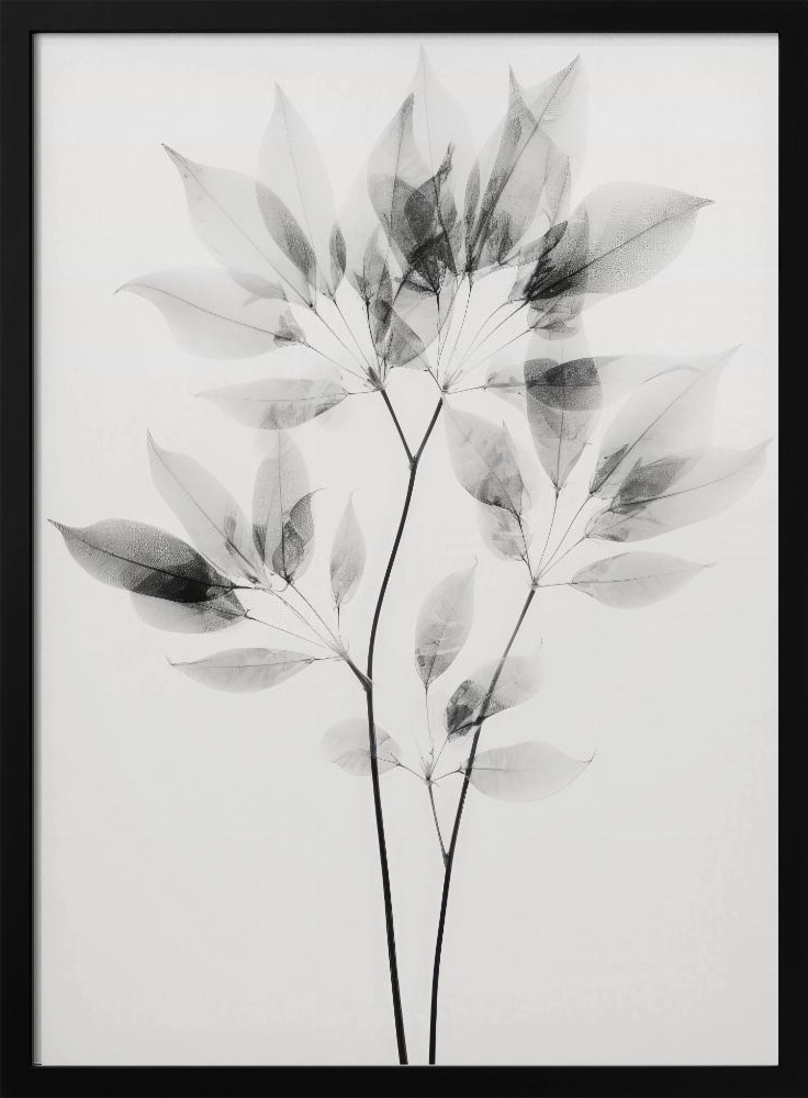 Poster - Transparent Botanic No 8 dark wood poster frame