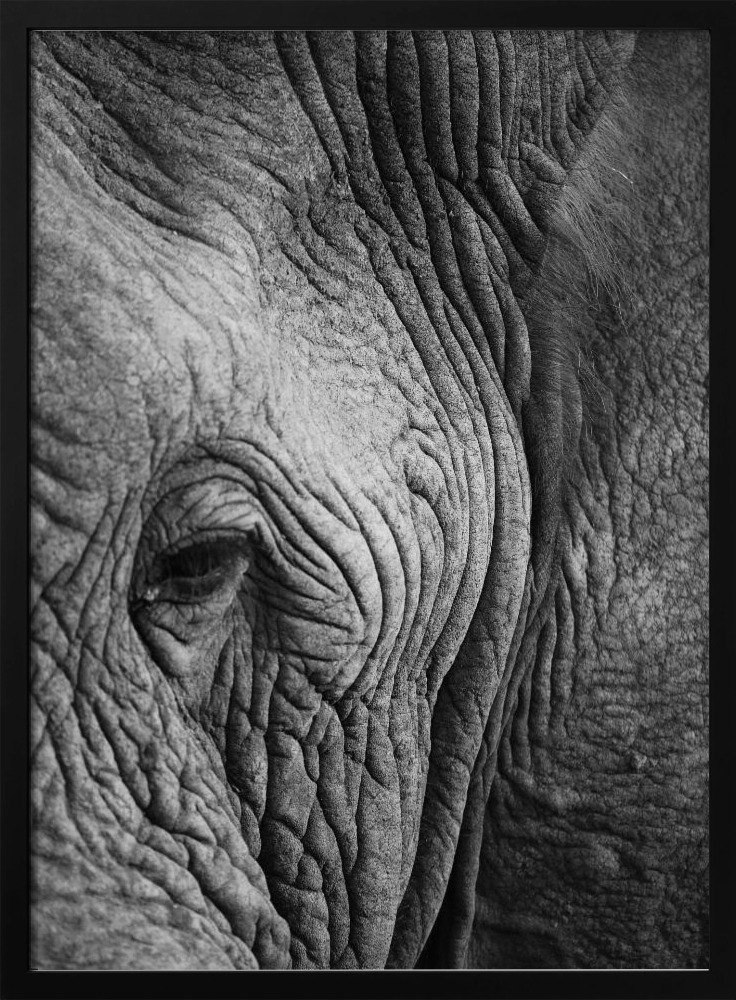 Poster - Elephant Study dark wood poster frame