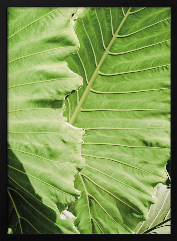 Poster - Elephants Ears dark wood poster frame