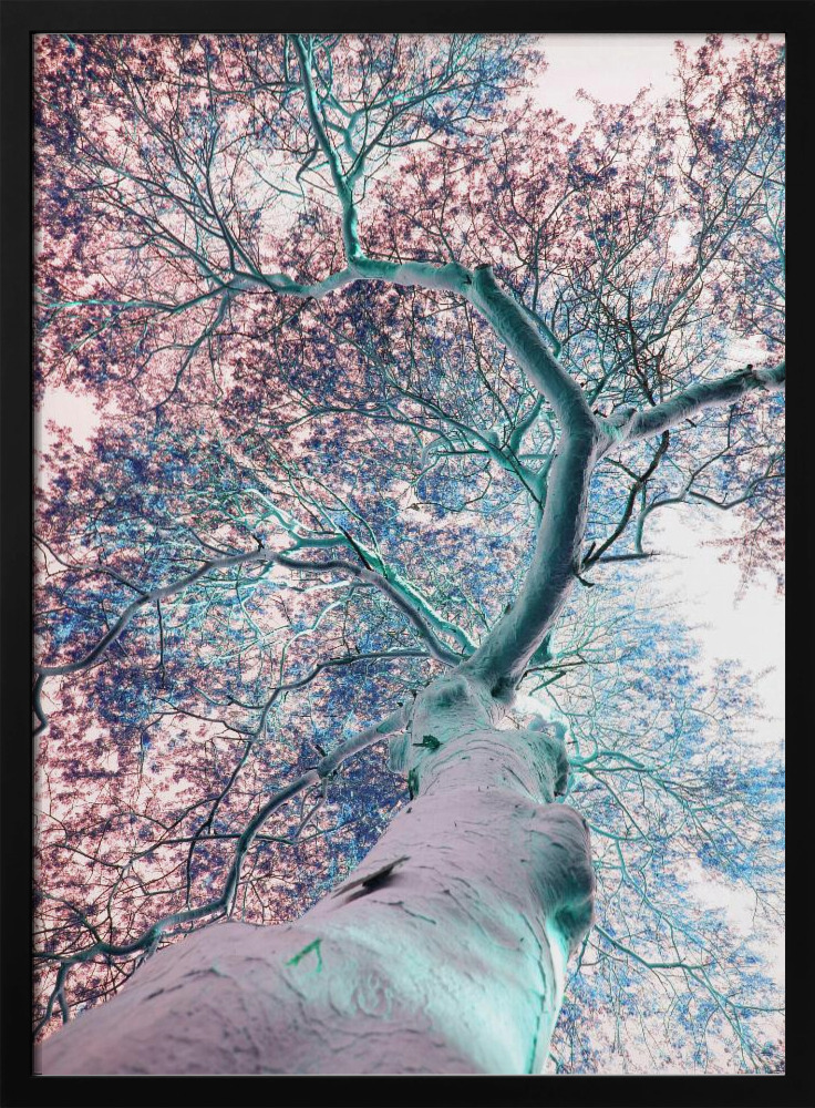 Poster - Fever Tree dark wood poster frame