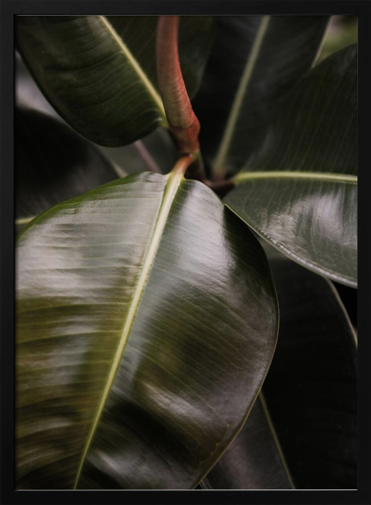 Poster - Ficus Bubu dark wood poster frame