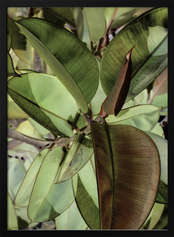 Poster - Ficus Elastica dark wood poster frame