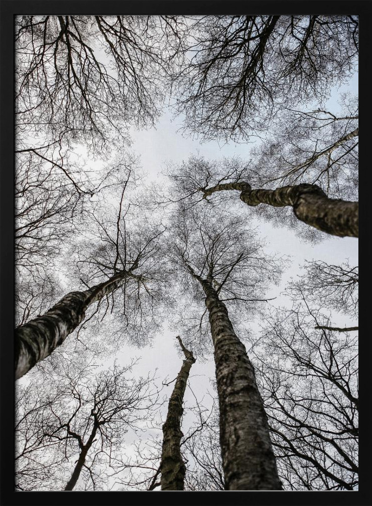 Affiche - Forest No1 cadre de poster en bois foncé