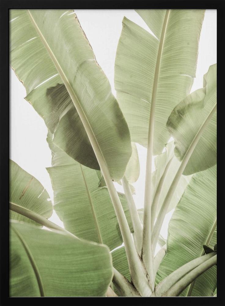 Poster - Full Bloom dark wood poster frame