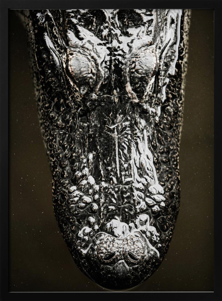 Poster - Gator dark wood poster frame