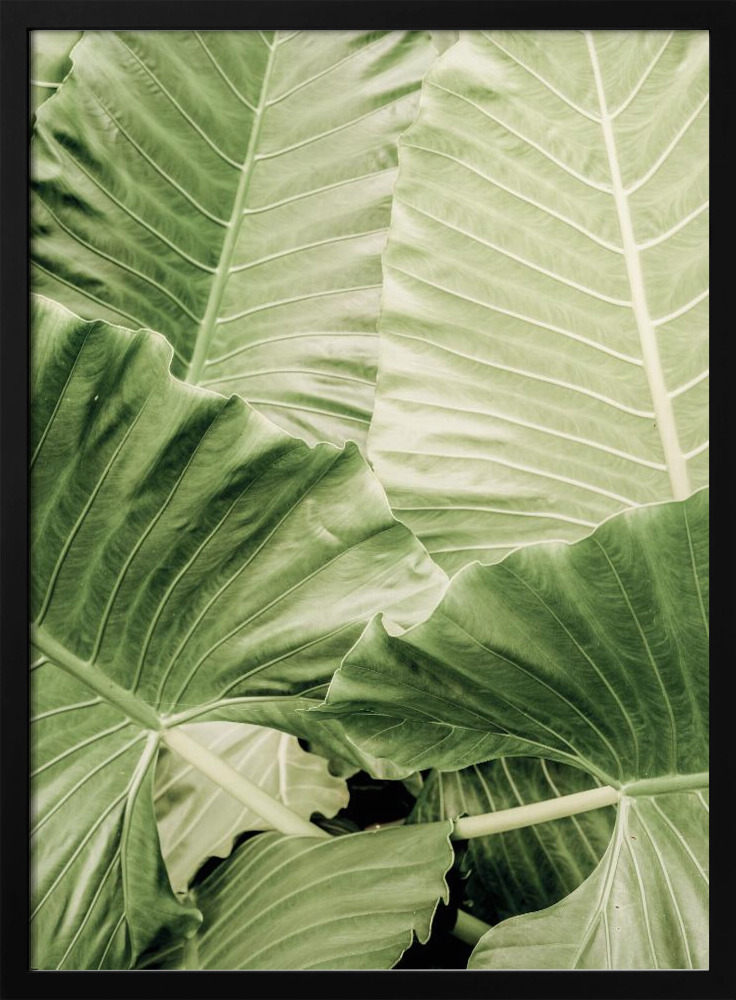 Poster - Jungle Fever dark wood poster frame
