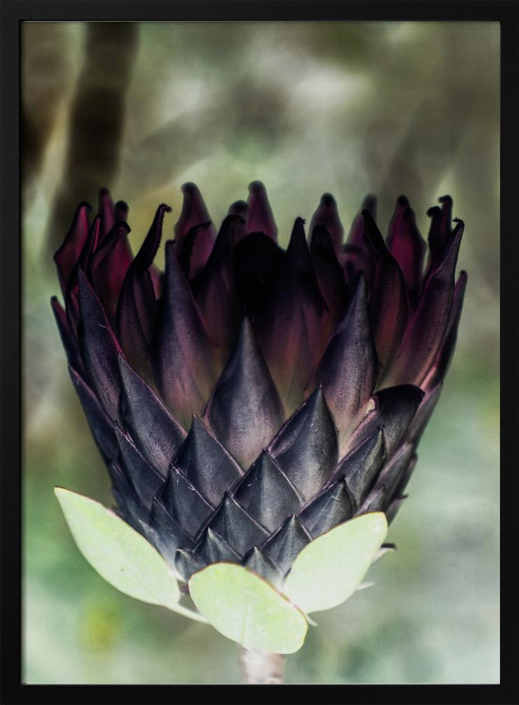 Poster - King Protea 01 dark wood poster frame