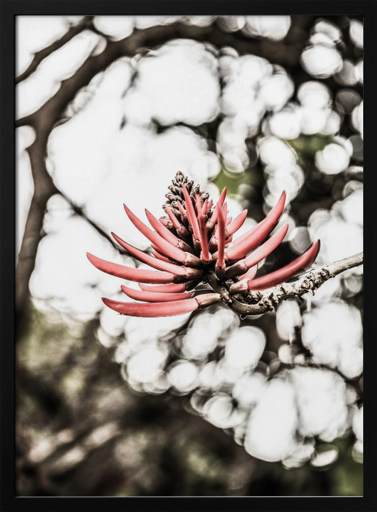Poster - La Coral dark wood poster frame