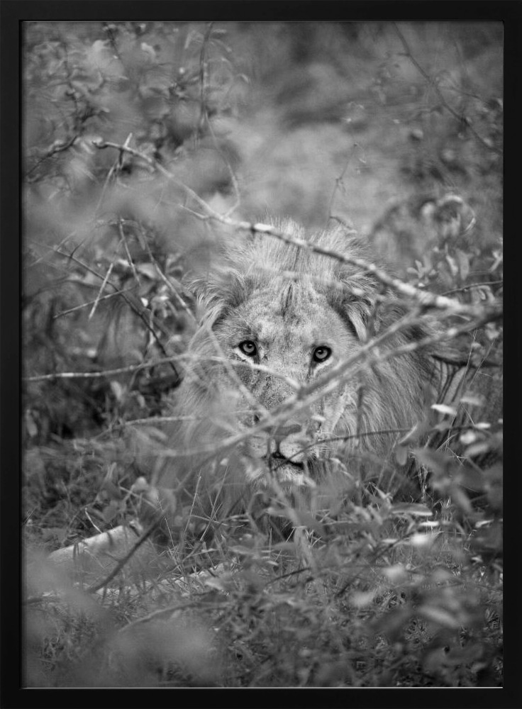 Poster - Lion dark wood poster frame