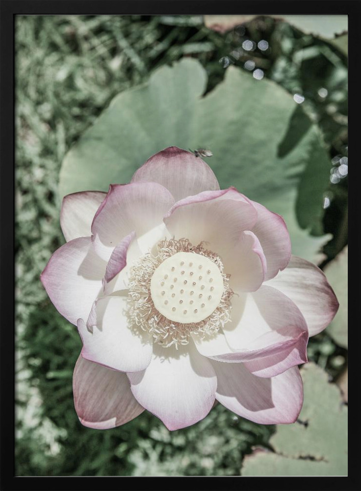 Poster - Lotus dark wood poster frame