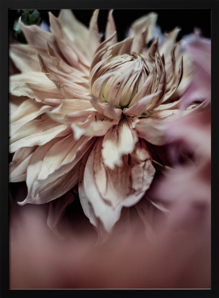 Poster - Morning Glory dark wood poster frame