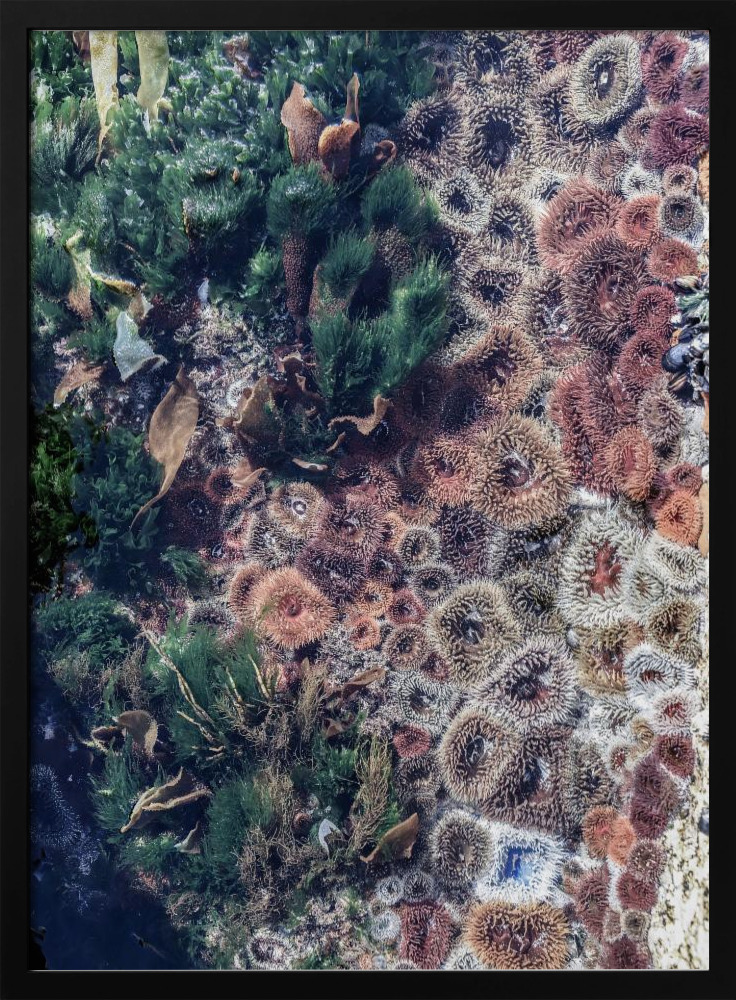 Poster - Ocean Curiosities dark wood poster frame