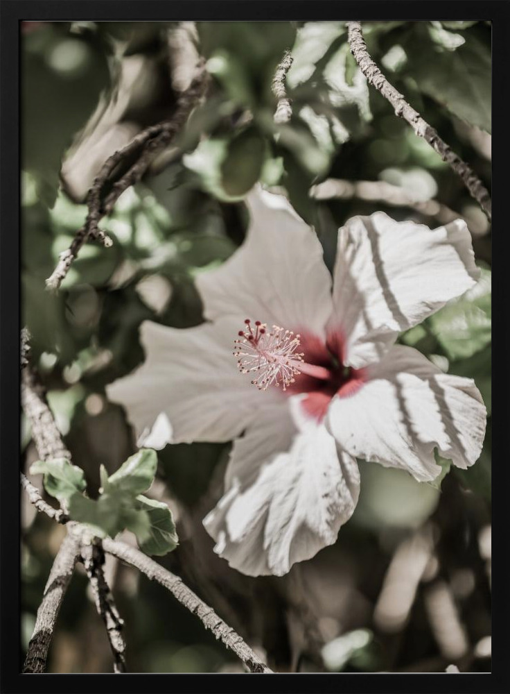 Poster - Pale Pink Hibiscus dark wood poster frame