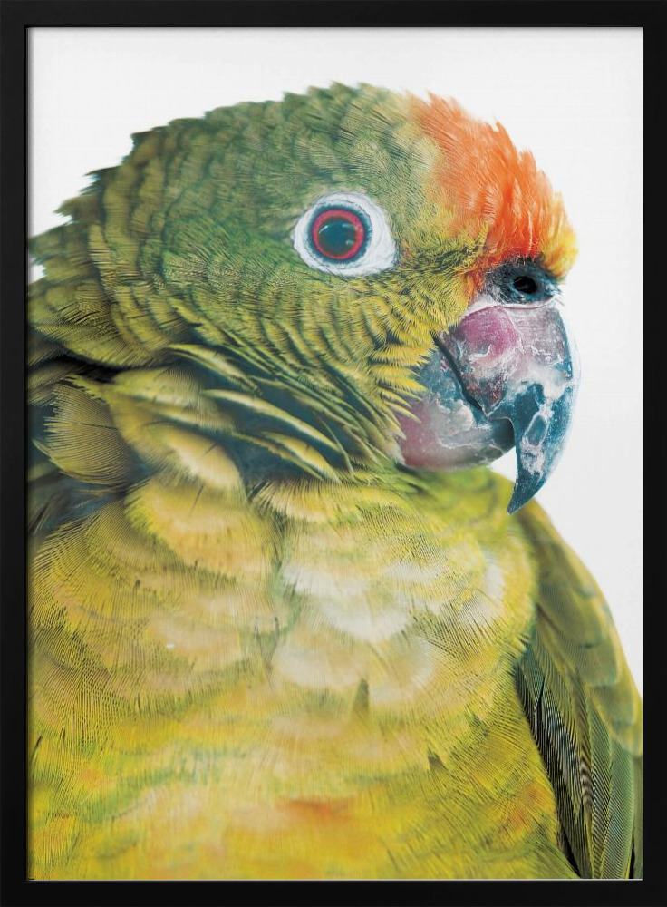 Poster - Parrot dark wood poster frame