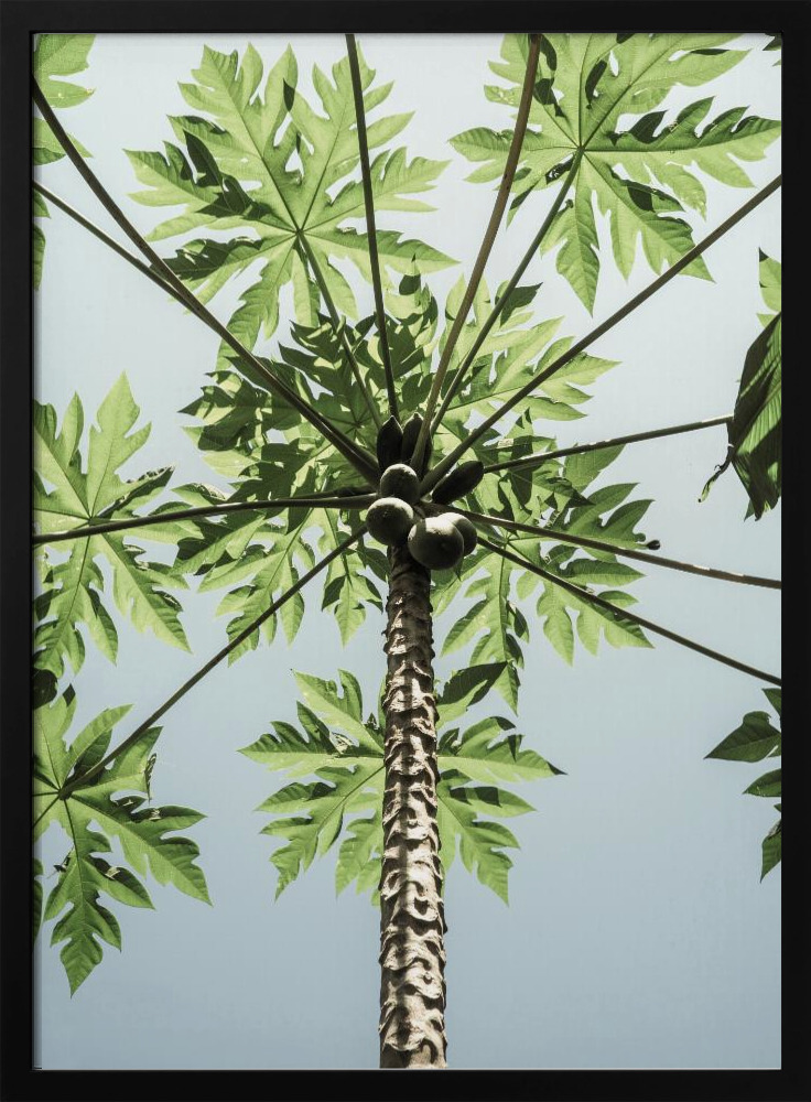 Poster - Paw Paw dark wood poster frame