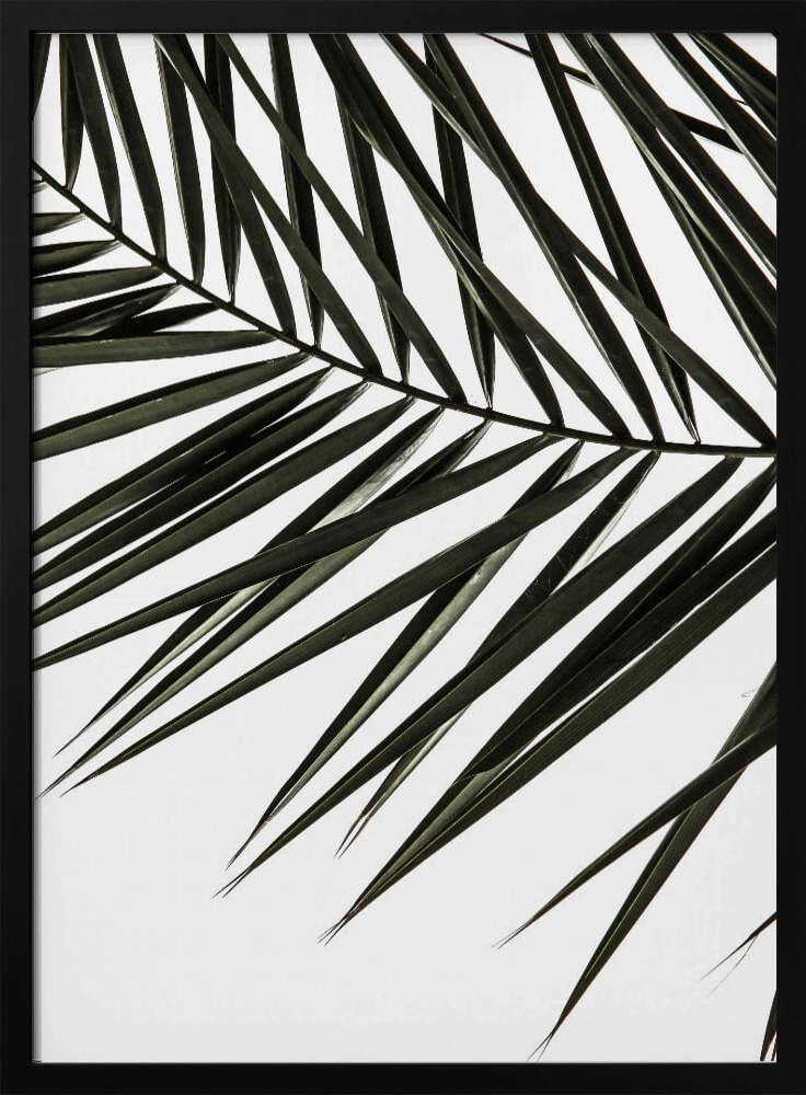Poster - Phoenix Frond dark wood poster frame