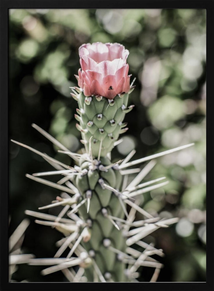 Poster - Pink Desert Bloom dark wood poster frame