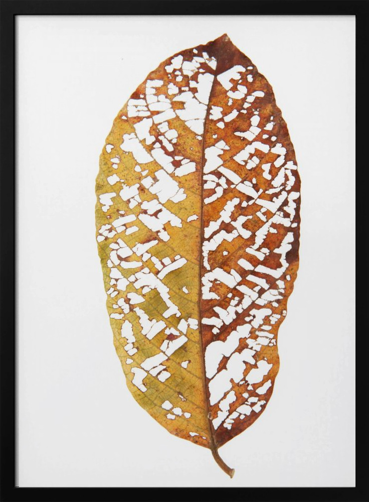 Poster - Rainforst Leaf 02 dark wood poster frame