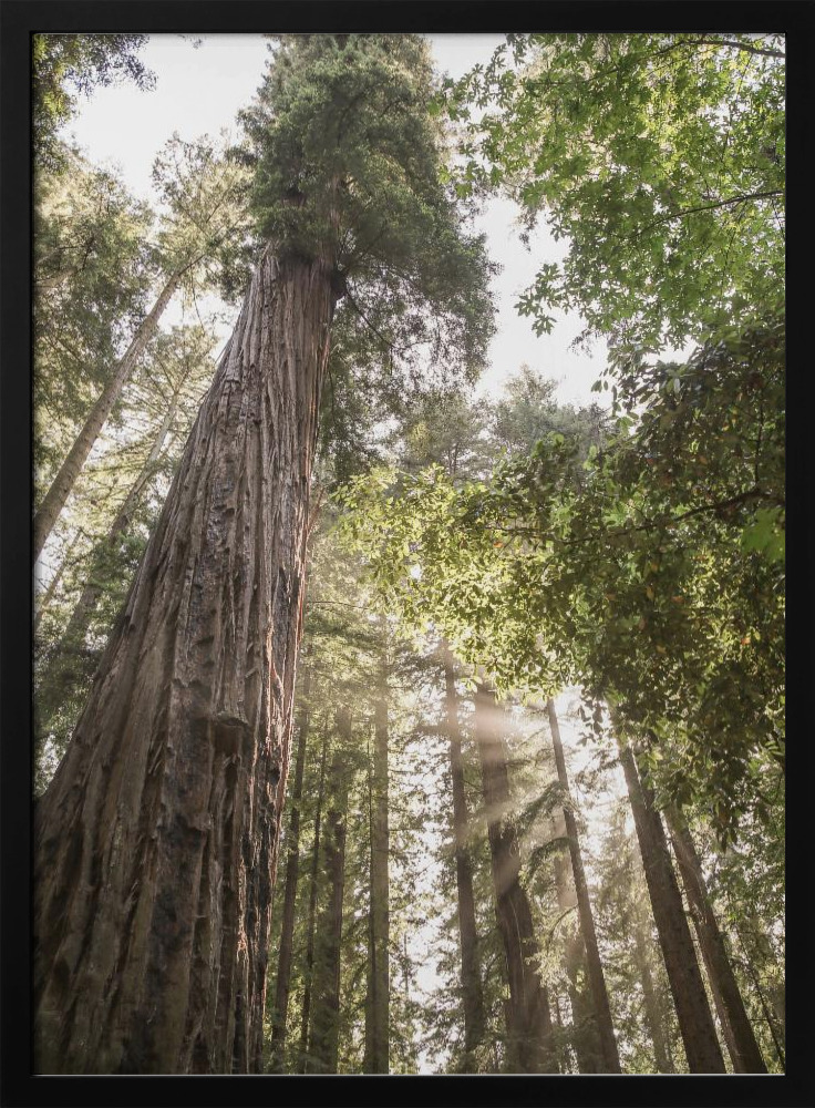 Poster - Redwoods dark wood poster frame