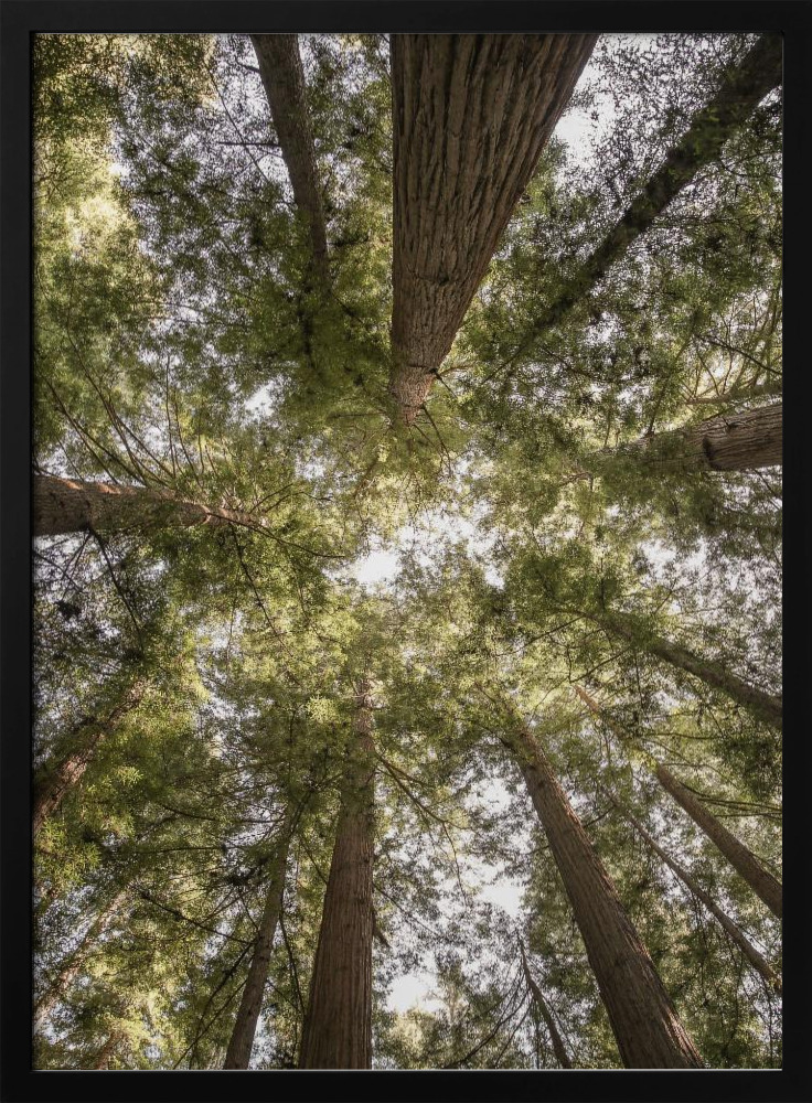 Poster - Reedwood Forest dark wood poster frame