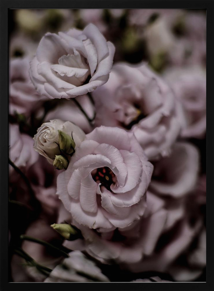 Poster - Rosa dark wood poster frame