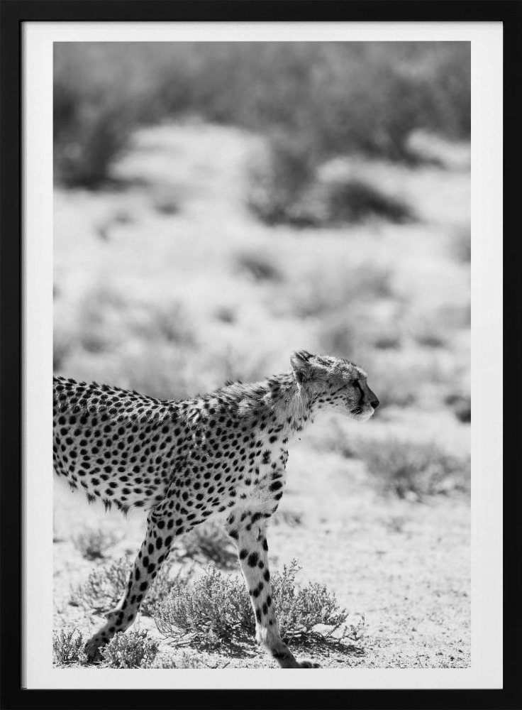 Poster - Safari Katjpg dark wood poster frame