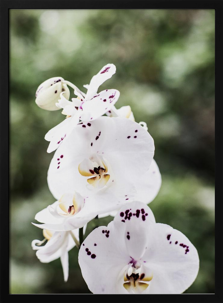 Poster - Spring Blooms dark wood poster frame