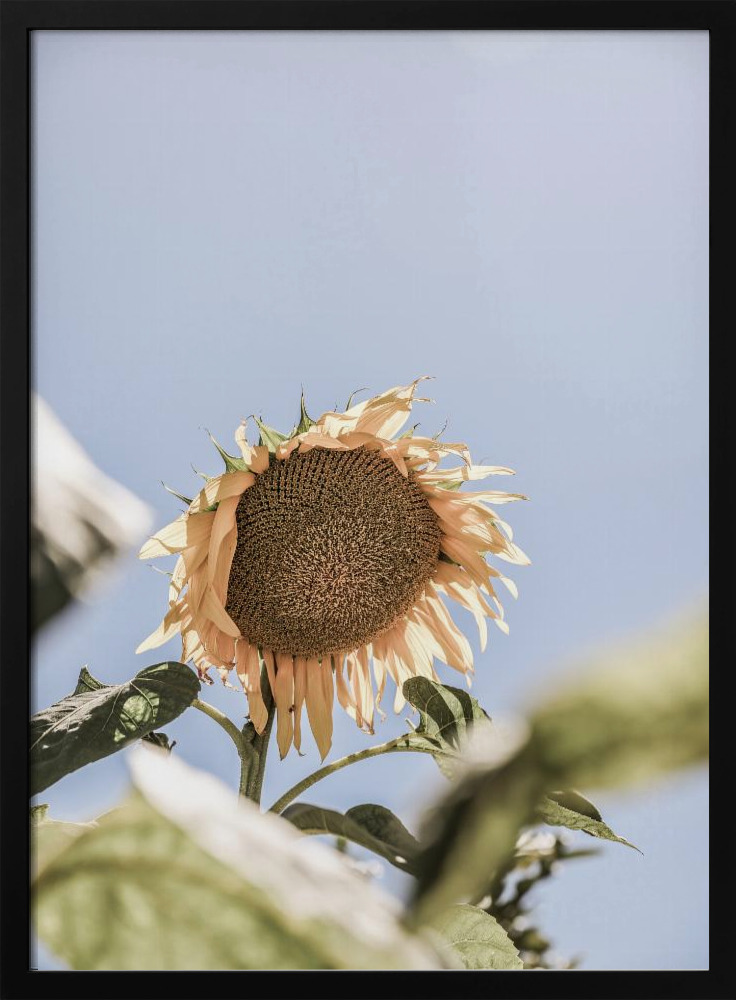 Affiche - Sun Bloom cadre de poster en bois foncé