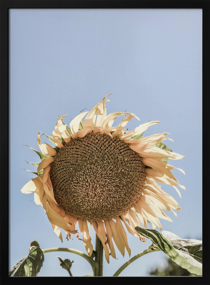 Affiche - Sunny Bloom cadre de poster en bois foncé