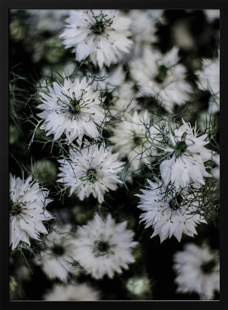Poster - Wild Daisey dark wood poster frame