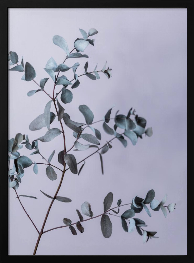 Poster - Eucalyptus 13 dark wood poster frame
