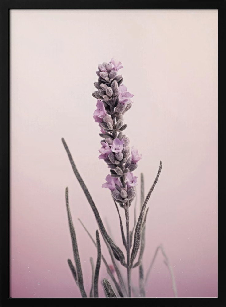 Affiche - Pastel Lavender cadre de poster en bois foncé